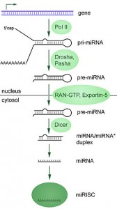 Overview of microRNA processing in animals, fr...