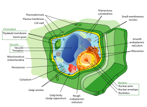 Structure of a typical plant cell