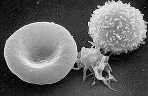 From left to right: erythrocyte, thrombocyte, ...