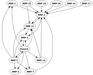 This is a Graph showing the mutual activation ...